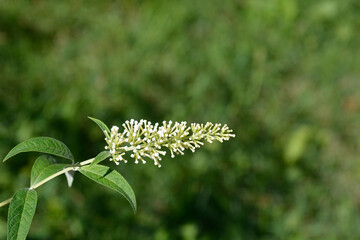 Summer lilac flower buds