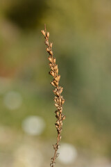 Purple loosestrife seed pods