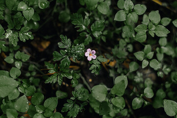 flowers in the forest