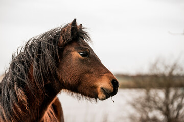 Cute little pony living in nature area 