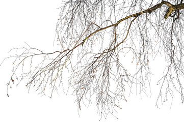 Natural tree branches silhouette on a white background. Natural branch on a white. 