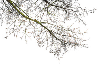 Natural tree branches silhouette on a white background. Natural branch on a white. 
