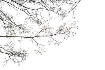 Natural tree branches silhouette on a white background. Natural branch on a white. 