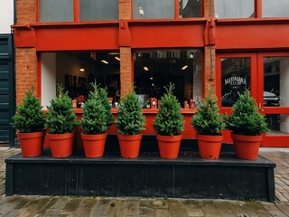 Christmas trees for sale in red pots at a shop.