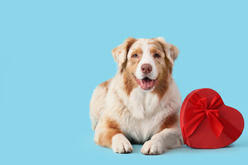 Cute Australian Shepherd dog with heart shaped gift box on blue background. Valentine's Day celebration