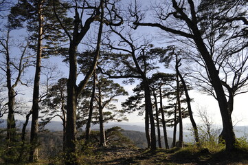 schweizer berg wald sonnenuntergang hoher kontrast