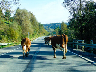 cows on the road