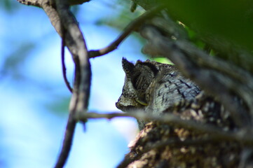 Owl sleeping in tree