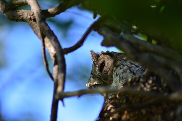 Owl in tree looking down