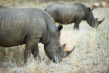 Obraz premium Rhino, safari and field for conservation, protection and big game survival for savannah tourism. Protected indigenous animal, habitat and serengeti travel ecology for wildlife and endangered species