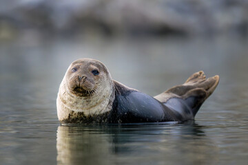 Obraz premium Harbour seal in summer, Svalbard