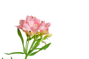 pink alstroemeria flower, Lily of the Incas, in vase on isolated white background close-up