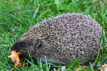 hedgehog in the grass