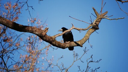 Graceful black rook perches on a tree branch under a clear winter sky, basking in the tranquil outdoor setting