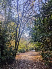 A scenic path lined with autumnal trees and foliage. The path leads through a dense woodland with sunlight filtering through the canopy.