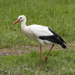 Fototapeta premium Cigogne blanche