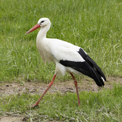 Cigogne blanche