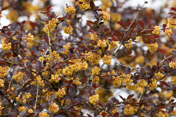 Fleurs de Berberis thunbergii	
