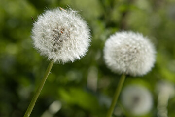 Obraz premium Fleur de pissenlits en graines 