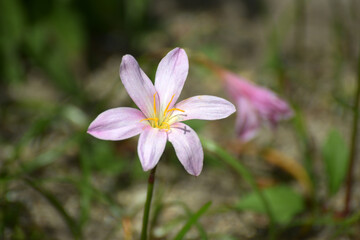 Fototapeta premium サフランモドキ