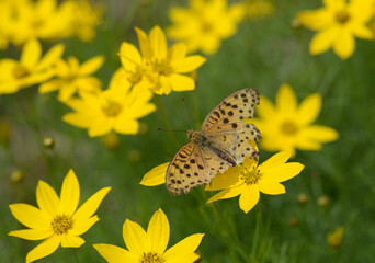ツマグロヒョウモン
