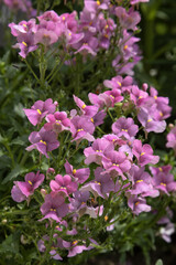 Nemesia	