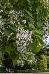 Catalpa bignonioides en fleur