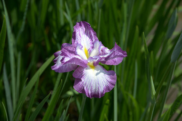 胡蝶の舞　花菖蒲