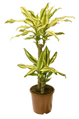 Fototapeta premium Dracaena Lemon Lime