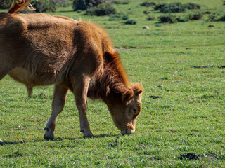 Corse - Campomoro - Porto Vecchio