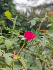 red rose bud