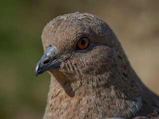 Close-up of a curious dove.