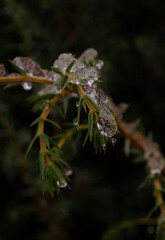 ice on a branch