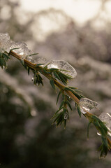 ice on a branch