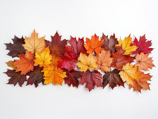 Bunte Herbstbl&auml;tter auf wei&szlig;em Hintergrund

