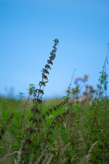 Tall stinging nettle in a field.