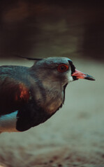 bird in the water