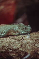 iguana 