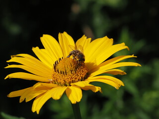 Pszczoła miodna (Apis mellifera) na kwiatku w ogrodzie