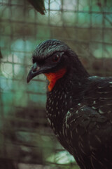 ave preta zoologico