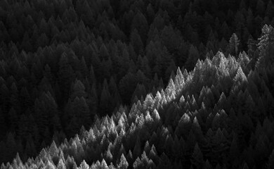 A Ray Of Light In A Dark Larch Forest  BNW (Larix)