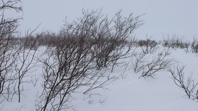 Nearby, the Samotlor oil field is the largest oil field in Russia and the 7th largest in the world.