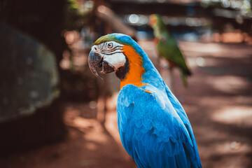 blue and yellow macaw