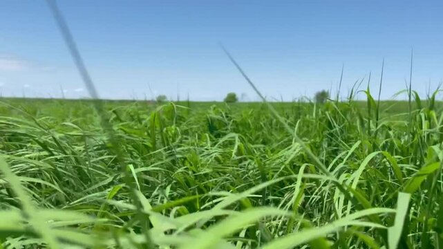 Summerday landscape with bright blue sky and green grass waving in the wind