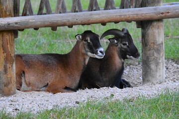 Bergziege