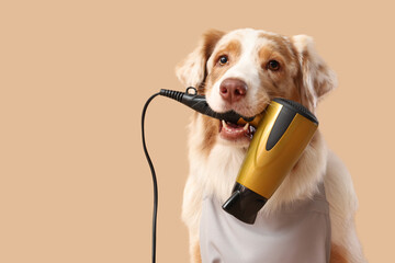 Cute Australian Shepherd dog with hair dryer on beige background, closeup