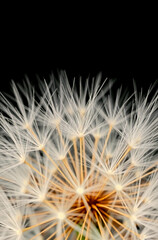 Close up half of dandelion on black background