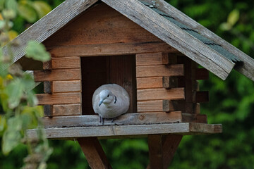 pigeon is sitting in bird feeder house