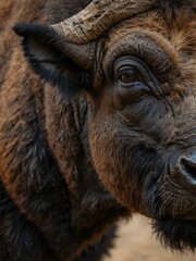 Fototapeta premium Close-up of an African buffalo.