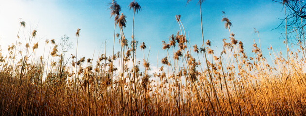 Panoramic image of reeds growing along the Appalachian trail, New York State, United States 